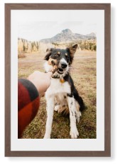 Pet Photo Gallery