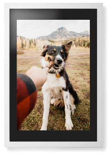 Pet Photo Gallery