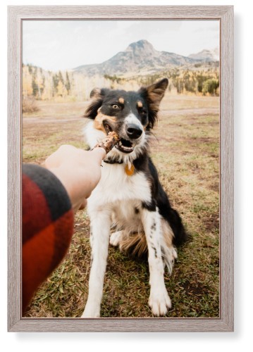 Pet Photo Gallery
