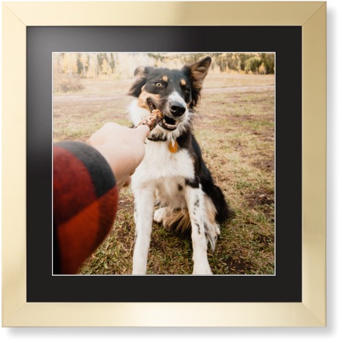 Pet Photo Gallery