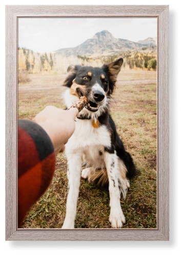 Pet Photo Gallery